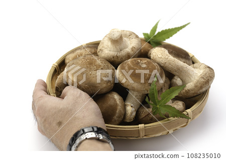 Taste of Autumn Shiitake mushrooms cultivated in fungal beds Nutritious raw shiitake mushrooms Mushrooms Raw shiitake mushrooms rich in dietary fiber Edible mushrooms Mushrooms 108235010