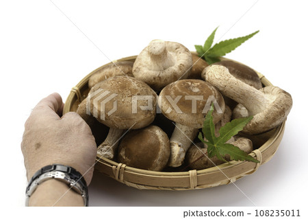 秋天的味道 菌床培育的香菇 營養豐富的生香菇 蘑菇 富含膳食纖維的生香菇 食用菌 蘑菇 秋天的味道 菌床培育的香菇 營養豐富的生香菇 蘑菇 富含膳食纖維的生香菇 食用菌 蘑菇 108235011