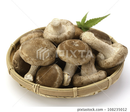 Taste of Autumn Shiitake mushrooms cultivated in fungal beds Nutritious raw shiitake mushrooms Mushrooms Raw shiitake mushrooms rich in dietary fiber Edible mushrooms Mushrooms Taste of Autumn Shiitake mushrooms cultivated in fungal beds Nutritious raw shiitake mushrooms Mushrooms Raw shiitake mushrooms rich in dietary fiber Edible mushrooms Mushrooms 108235012