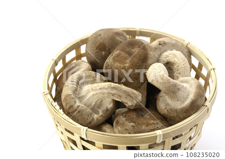 秋天的味道 菌床培育的香菇 營養豐富的生香菇 蘑菇 富含膳食纖維的生香菇 食用菌 蘑菇 秋天的味道 菌床培育的香菇 營養豐富的生香菇 蘑菇 富含膳食纖維的生香菇 食用菌 蘑菇 108235020