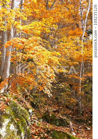 志賀高原、琵琶池的紅葉景色 志賀高原、琵琶池的紅葉景色 108235126