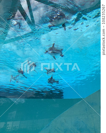 Penguins swimming happily in the zoo's pool Penguins swimming happily in the zoo's pool 108235267