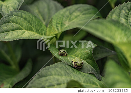 Tree frog on a leaf Tree frog on a leaf 108235585