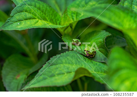 Tree frog on a leaf Tree frog on a leaf 108235587