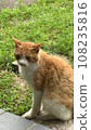 Sitting cat 108235816