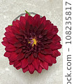 Red dahlia flower close-up 108235817