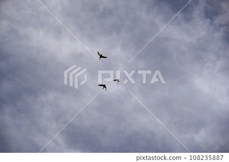 暴風雨前的天空和鳥兒 暴風雨前的天空和鳥兒 108235887