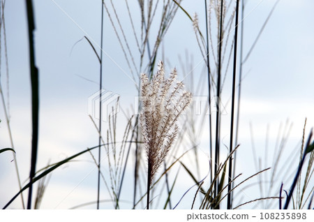 芒草 108235898