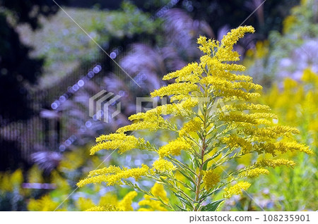 Flower of Seita Kawadachi Saw 108235901