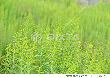 一枝黃花芽 一枝黃花芽 108236143