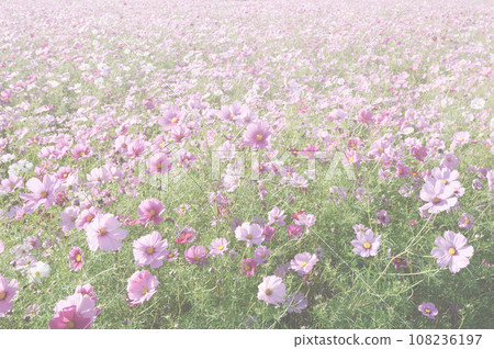 Cosmos field background Cosmos field background 108236197