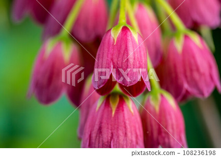 可愛的風鈴花～Sarasadodan～ 108236198