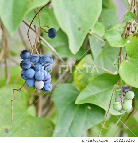 Fruit of Aotutsurafuji 108236250