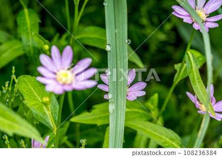Spring, garden after rain 108236384