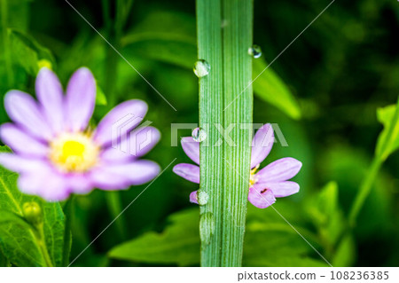 Spring, garden after rain Spring, garden after rain 108236385