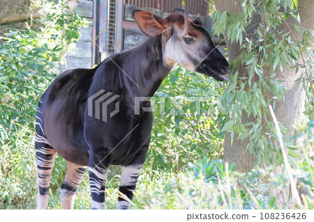 Okapi 108236426