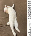 white cat stretching 108236446