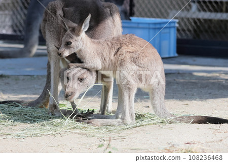 Kangaroo 108236468