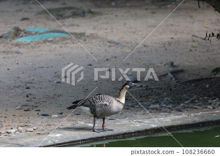 a Profile of a wild goose in front of a small river 108236660