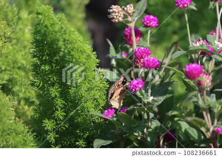a colored butterfly flying in the natural background 108236661