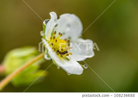 Vermicelli, strawberry flowers, and small insects Vermicelli, strawberry flowers, and small insects 108236688