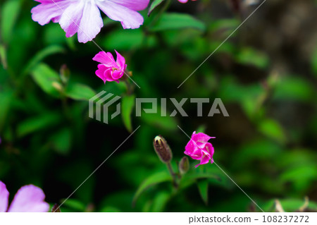 山梨縣南阿爾卑斯鳳凰城三山山脊線上盛開的高根birangi 山梨縣南阿爾卑斯鳳凰城三山山脊線上盛開的高根birangi 108237272