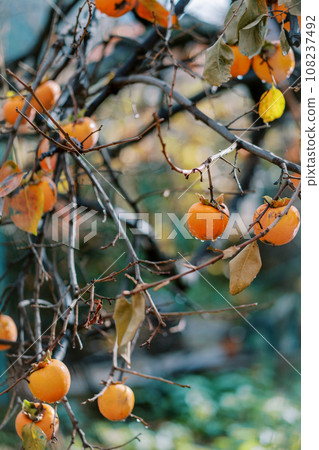 Bare tree branches with ripe persimmons in raindrops Bare tree branches with ripe persimmons in raindrops 108237492