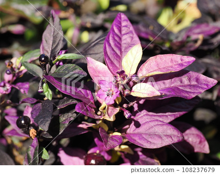 觀賞辣椒的紫色葉子 108237679