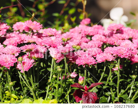 美麗綻放的粉紅媽媽花 108237680