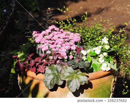 Autumn flower mammoth planting Autumn flower mammoth planting 108237682