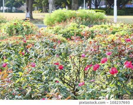 山下公園 108237693