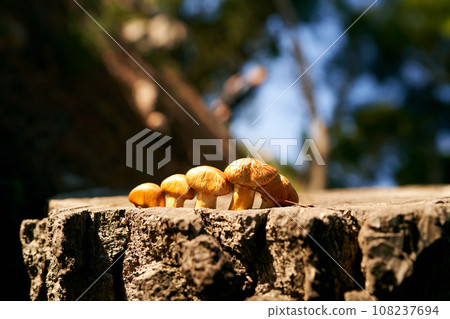 Yellow mushrooms grow on a pine stump in the forest in the sun Yellow mushrooms grow on a pine stump in the forest in the sun 108237694