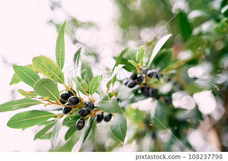 Black olives among green foliage on tree branches 108237798