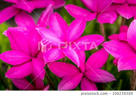 Brightly pink cherry blossoms 108238389