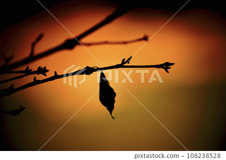 枯葉在深秋的夕陽映襯下 108238528