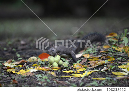 Ezorisu 108238632