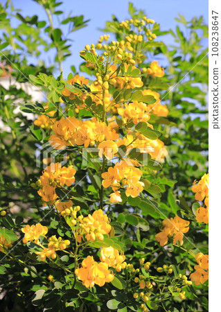 Cassia in full bloom (maiden of the Andes/small-leaved senna) 108238647