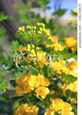 盛開的決明子（安地斯山脈少女/小葉番瀉葉） 108238670
