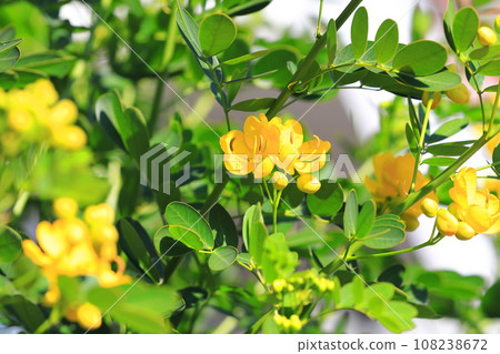 Cassia in full bloom (maiden of the Andes/small-leaved senna) 108238672