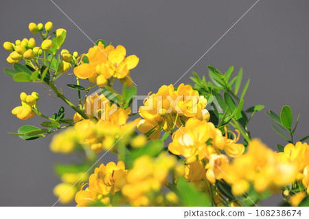 盛開的決明子（安地斯山脈少女/小葉番瀉葉） 108238674