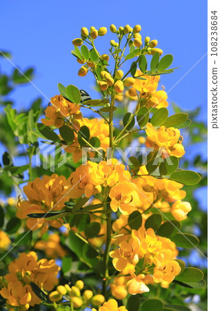 盛開的決明子（安地斯山脈少女/小葉番瀉葉） 108238684