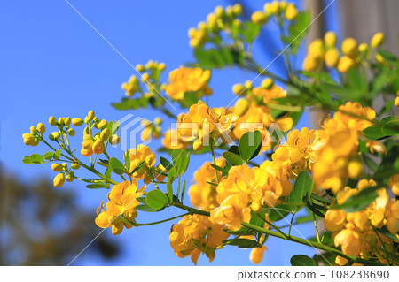 Cassia in full bloom (maiden of the Andes/small-leaved senna) Cassia in full bloom (maiden of the Andes/small-leaved senna) 108238690