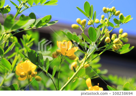 盛開的決明子(安地斯山脈少女/小葉番瀉葉) 盛開的決明子(安地斯山脈少女/小葉番瀉葉) 108238694