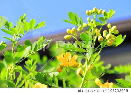 Cassia in full bloom (maiden of the Andes/small-leaved senna) Cassia in full bloom (maiden of the Andes/small-leaved senna) 108238696