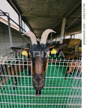 Brown goat with ear tags poked its muzzle over a metal fence in a paddock 108238748