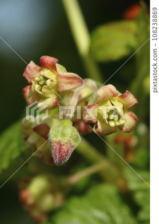 Curative black currant bush blooming Curative black currant bush blooming 108238869