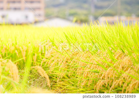 Golden ears of rice in the autumn paddy field Golden ears of rice in the autumn paddy field 108238989