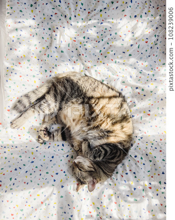 Striped cat curled up on a colorful blanket 108239006