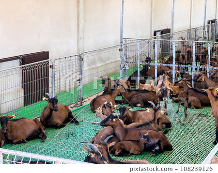 Brown goats with kids sleep huddled together on the floor in a paddock at a farm Brown goats with kids sleep huddled together on the floor in a paddock at a farm 108239126