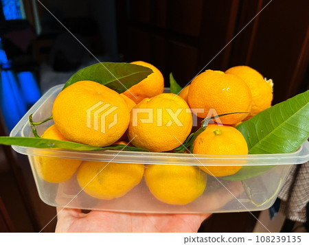 Tangerines with green leaves lie in a transparent box on a man hand Tangerines with green leaves lie in a transparent box on a man hand 108239135